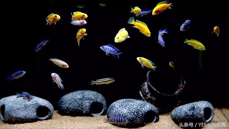 为新手推荐高颜值耐养鱼种——非洲王子