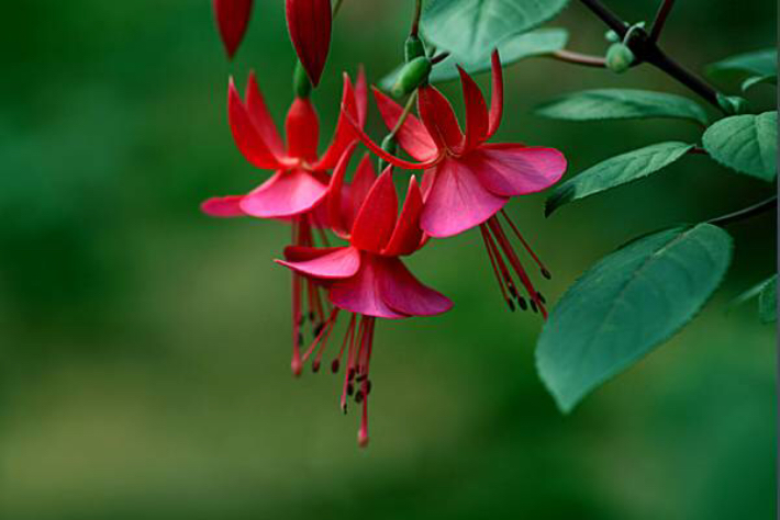 倒挂*钟金**ll彩燕翻飞欲向空，曼妙多姿醉*钟金**