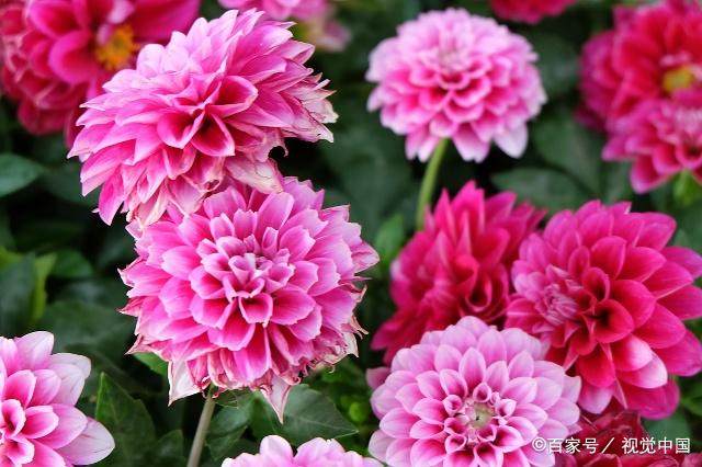 新种植的大丽花打蔫儿怎么办,做到这几点是关键