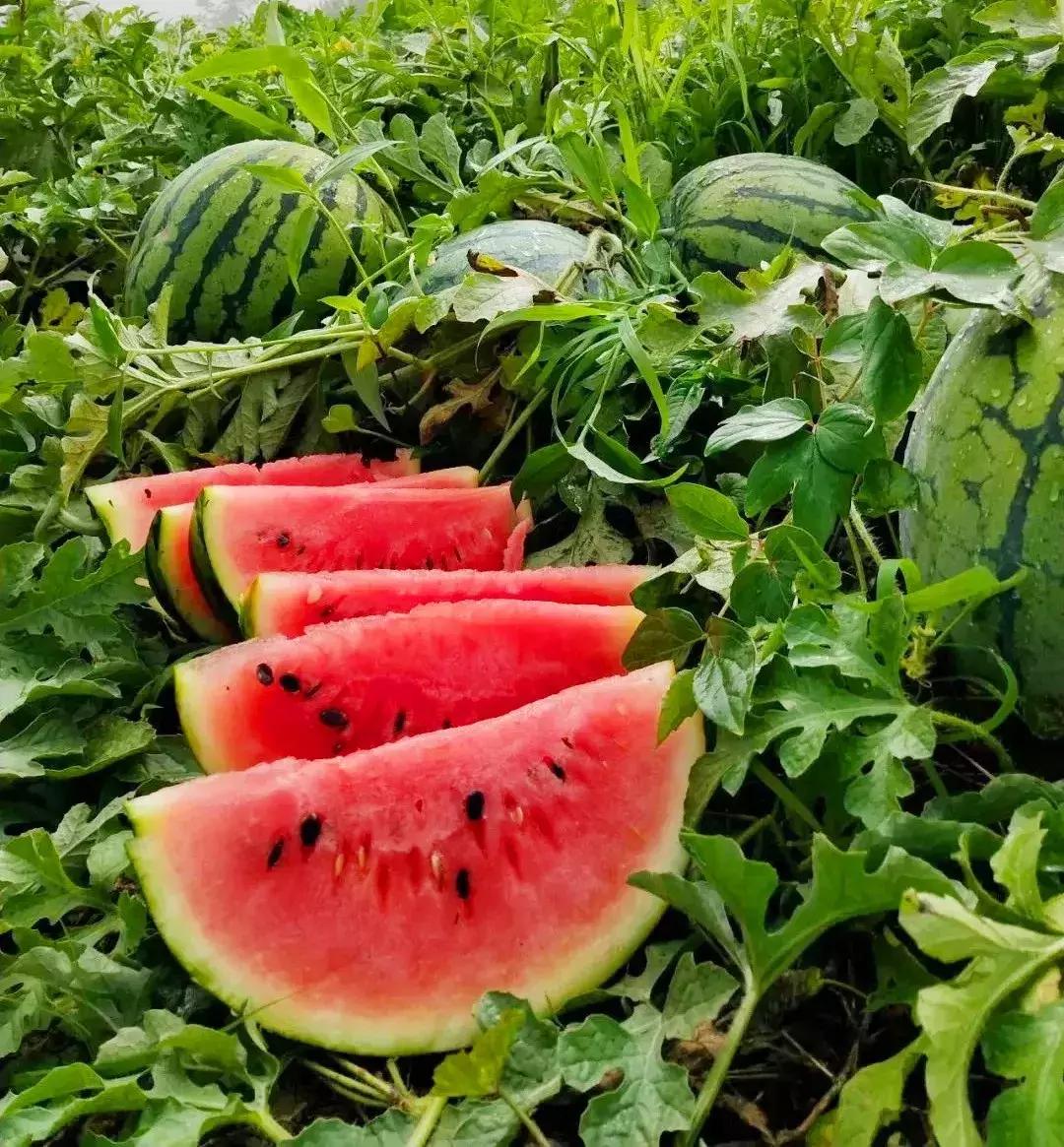 藏不住了重庆这个小城太美了,藏不住了四川话