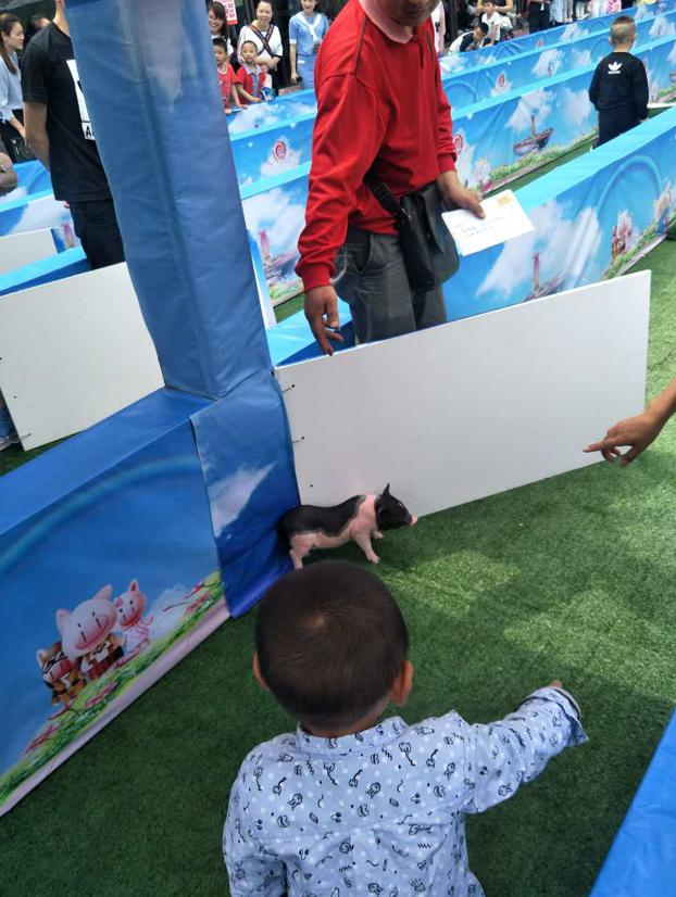 萌宠小香猪乐园,遵义小香猪