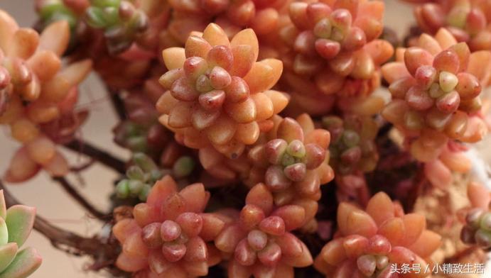 这10种多肉宛如变色龙,有名的七种多肉植物