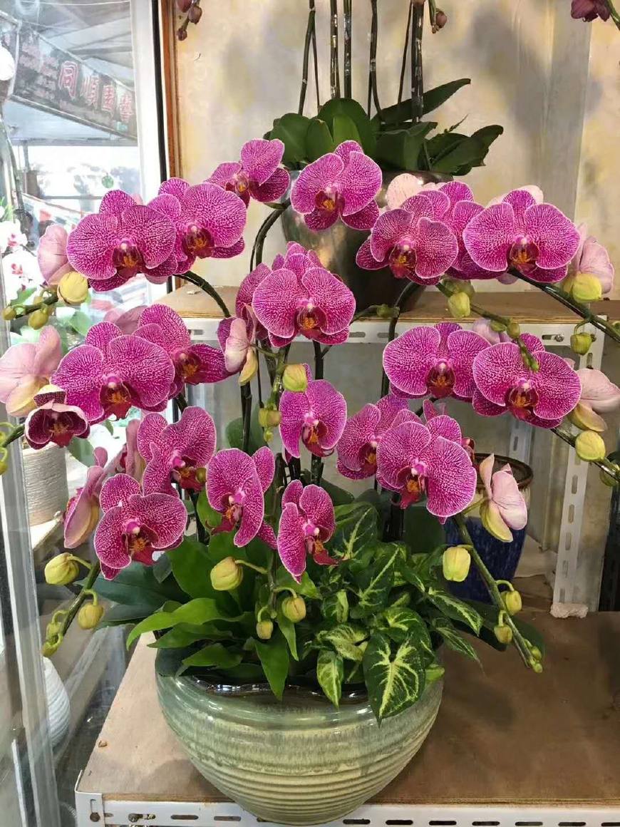 富贵大气的十种花,马上要开花的富贵花