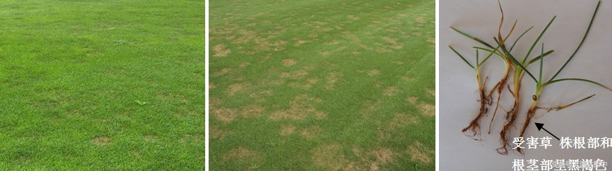 草坪常见病害防治方案,草坪禾草最常见茎叶病害
