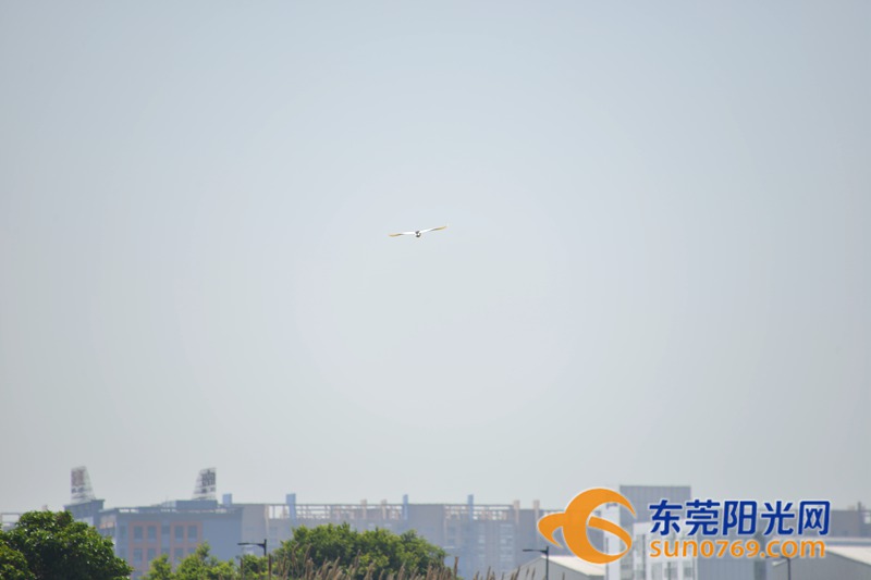 清水绕绿屿，白鹭上青天！沙田这些地方如今变得这么美！