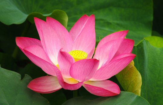 荷花淀最大的特色,荷花淀都有哪些美