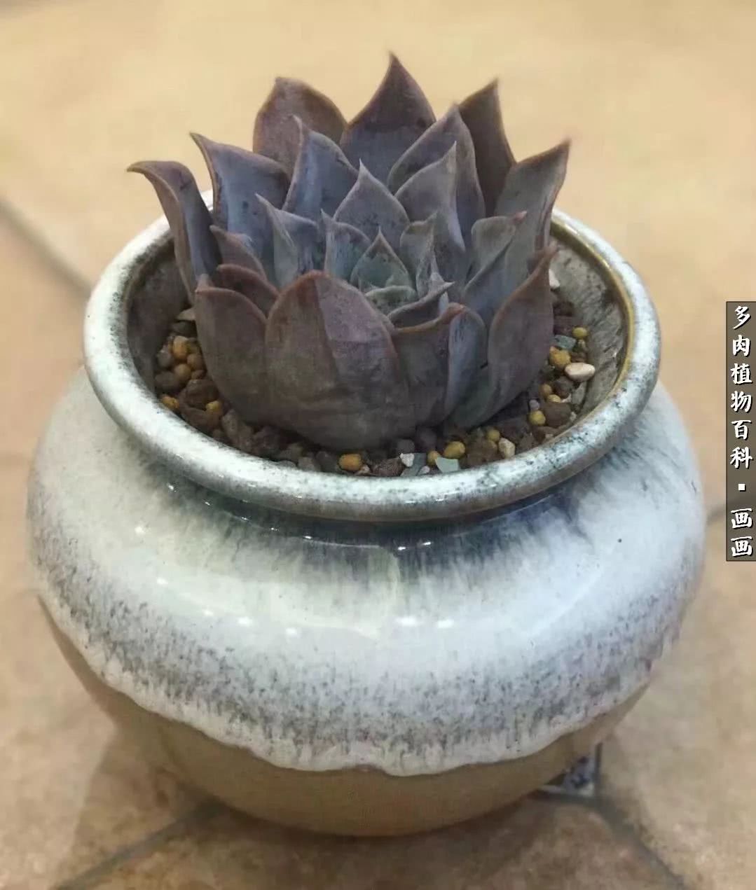 鍒氬ソ閬囪浣犵編濂虫埛澶栫増,鍒氬ソ閬囪澶氳倝