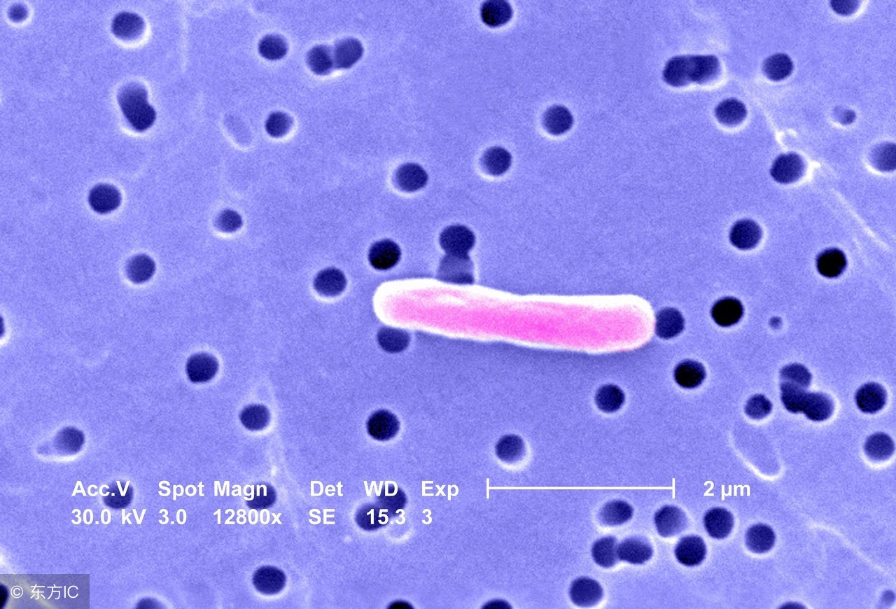 糖尿病导致牙龈萎缩怎么才能恢复,糖尿病牙周炎牙出现松动怎么治疗
