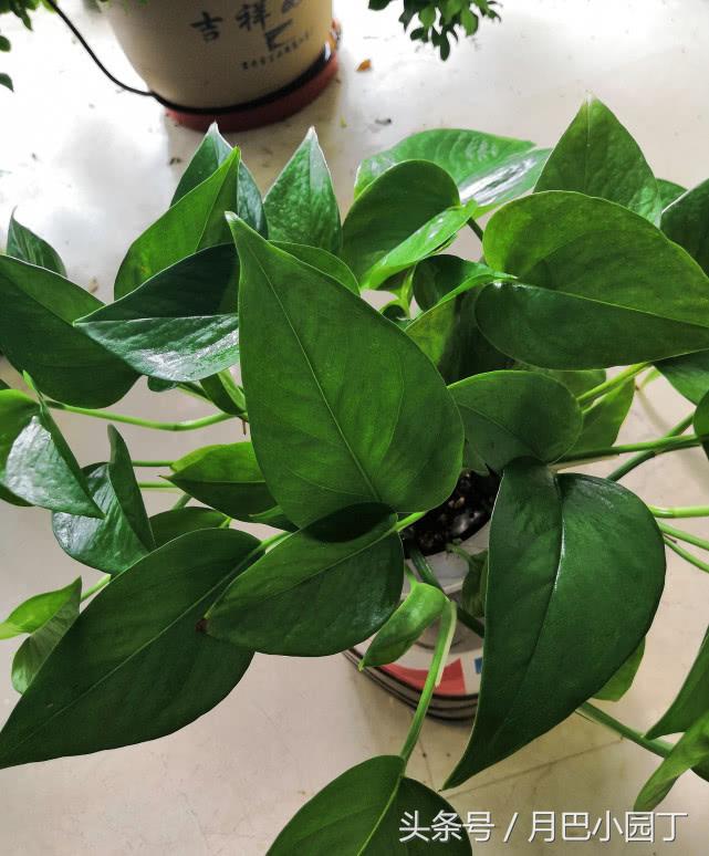 绿萝怎么养才能爆盆和爬满墙水养,绿萝这样养疯长如瀑布半月长爆盆