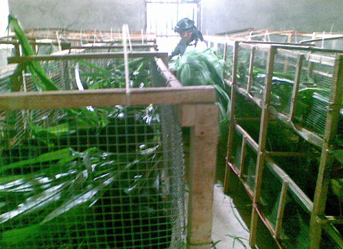 花毛豚养殖基地视频,花毛豚养殖基地在哪