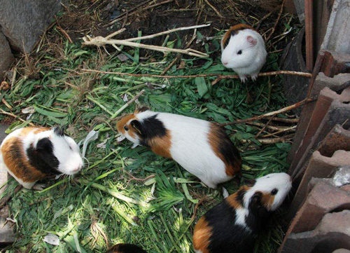 花毛豚养殖基地视频,花毛豚养殖基地在哪