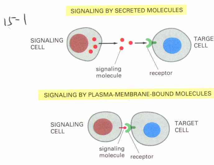 多肽恩仇录——谈谈护肤品中的多肽