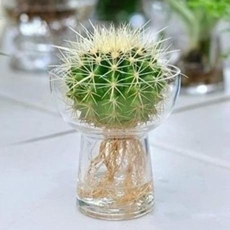 用什么水培植物养花,用什么水养花比较好养活