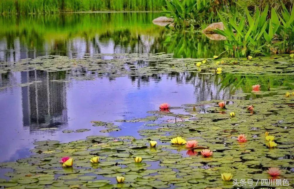 小众又免费！成都地铁直达的天然氧吧！清凉洗肺又解暑！