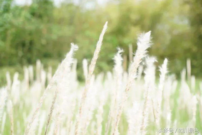 小众又免费！成都地铁直达的天然氧吧！清凉洗肺又解暑！