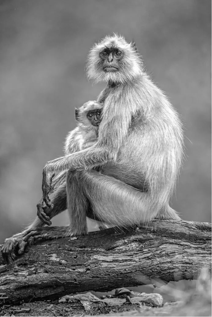 《自然之美》,自然之美摄影大赛