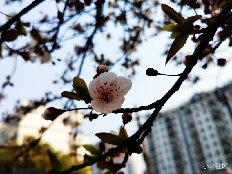 小米长焦微距拍照技巧,小米手机怎么制作专业的微距镜头