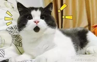 山寨版微信,现在微信上出现的新骗局