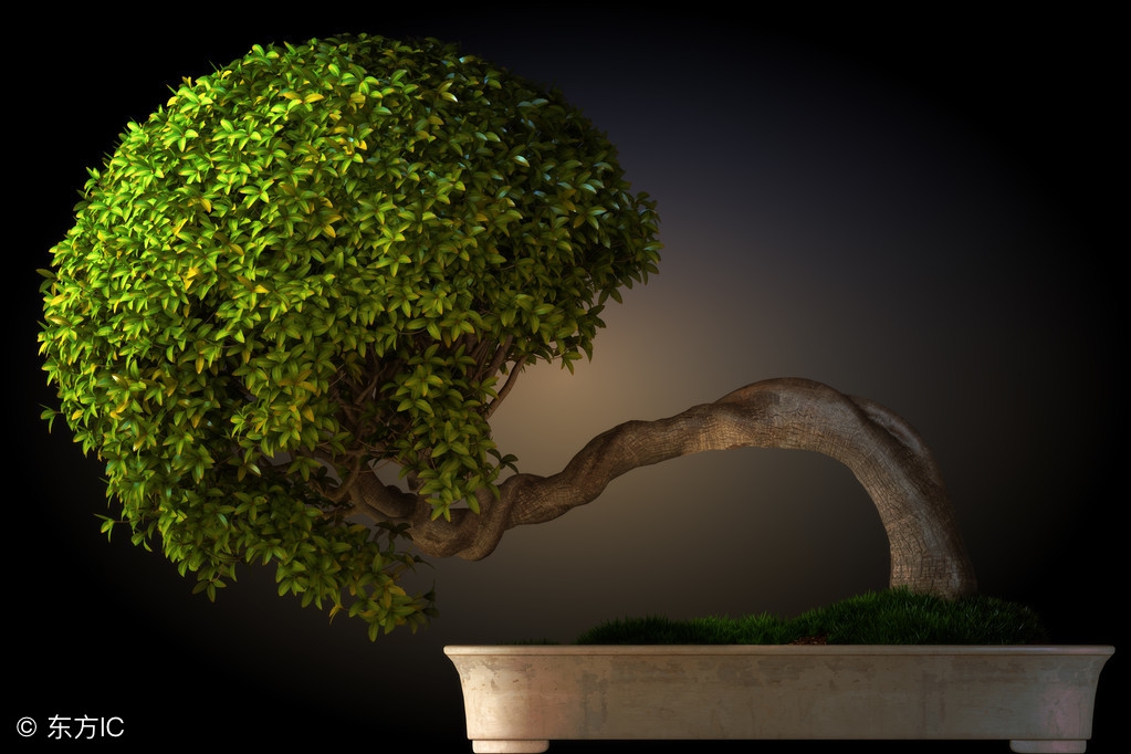 绝美优雅的盆景欣赏（太漂亮了，快分享给朋友吧！）