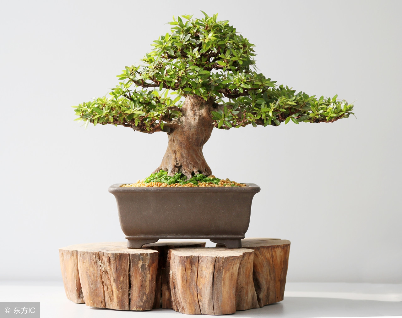 绝美优雅的盆景欣赏（太漂亮了，快分享给朋友吧！）