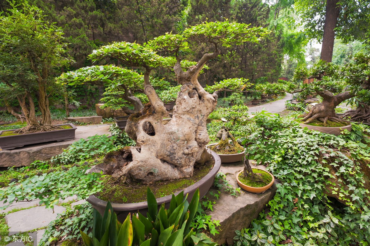 绝美优雅的盆景欣赏（太漂亮了，快分享给朋友吧！）