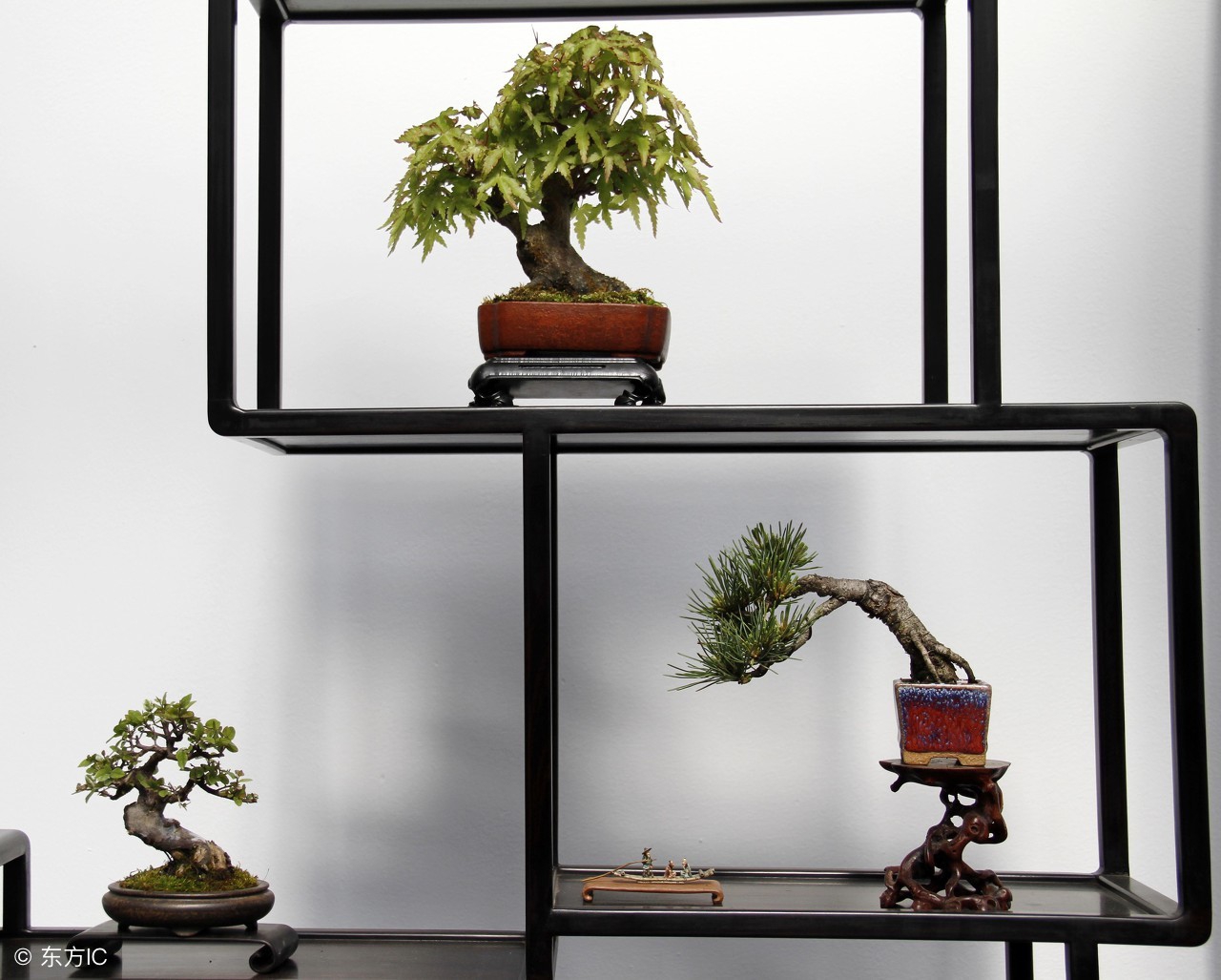 清韵优雅的盆景欣赏,盆景欣赏难得一见的绝美盆景艺术