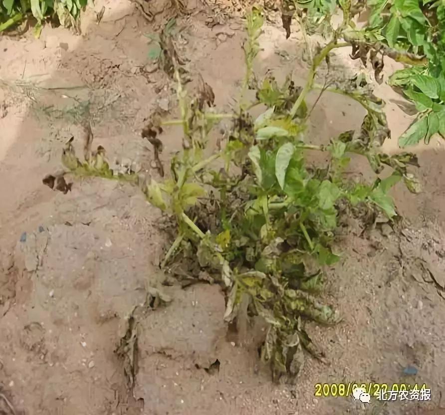 马铃薯枯萎植株的处理,马铃薯枯萎病的原因