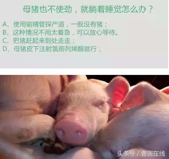 100万养猪场方案,养猪技术教程母猪难产怎么办