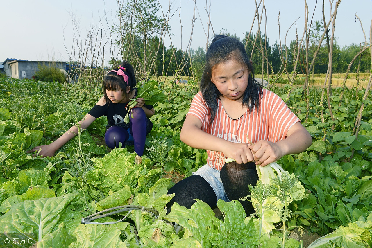 家庭庭院种菜自制肥料,农村自制种菜用土配方