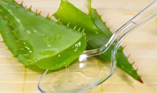 多肉植物能吃吗知乎问答,多肉植物能吃吗视频