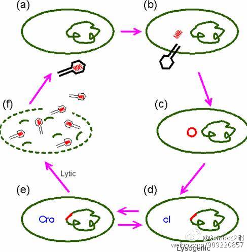 乙肝科普文,乙肝疫苗科普视频动画