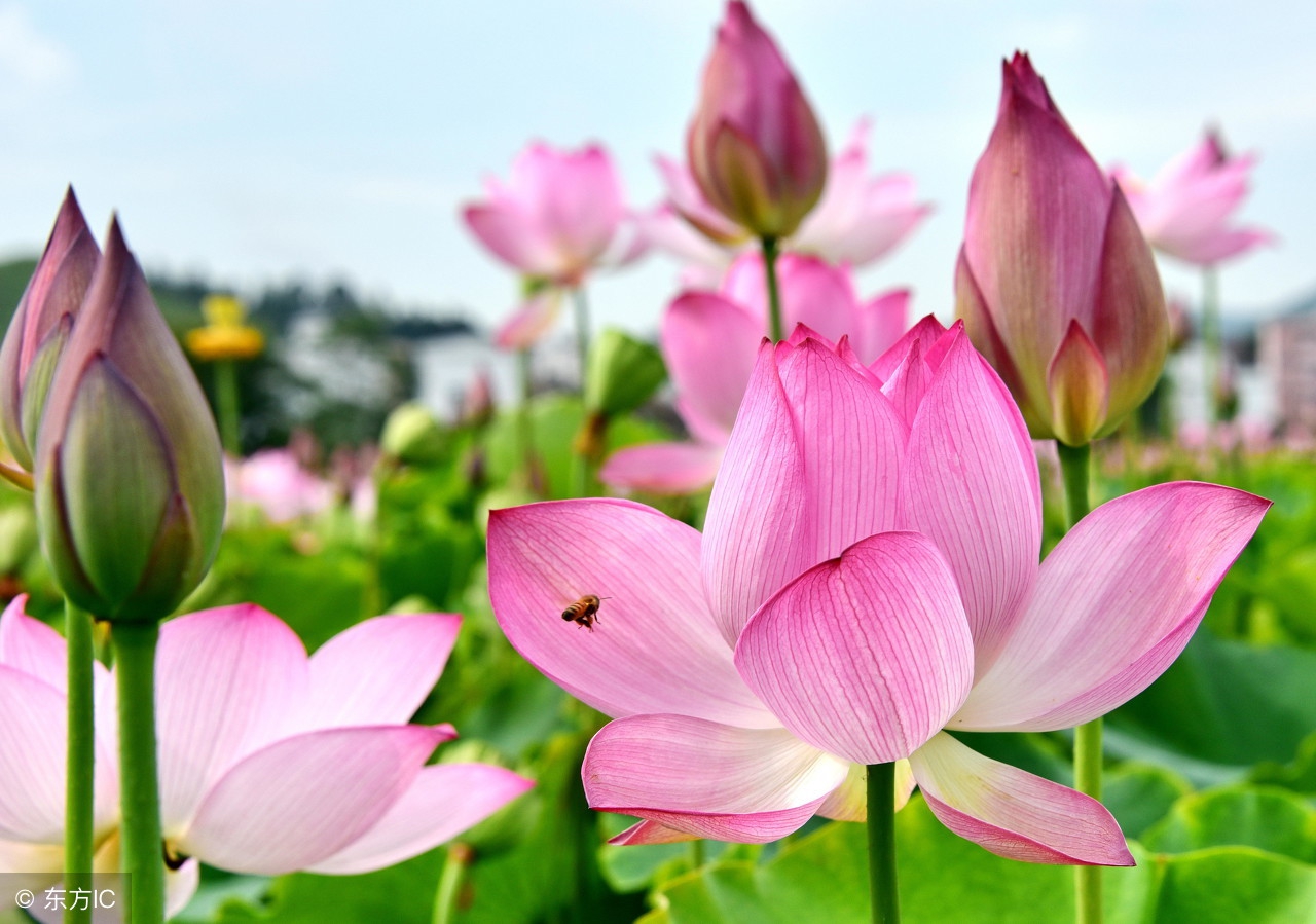 心情很糟糕的随笔,心情很糟糕的短文