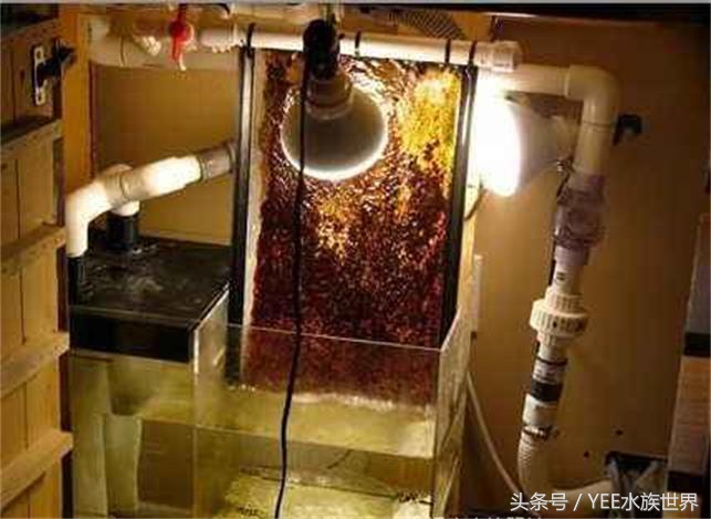 鱼缸不换水能加一点点高锰酸钾吗,鱼缸不换水杀菌