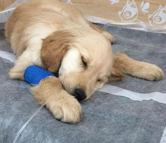 在网上买的金毛靠谱吗,从网上花2000多买的金毛