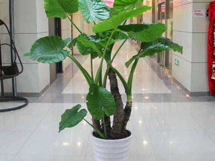 滴水观音根部腐烂有小白虫怎么办,滴水观音怎样修剪腐烂根部