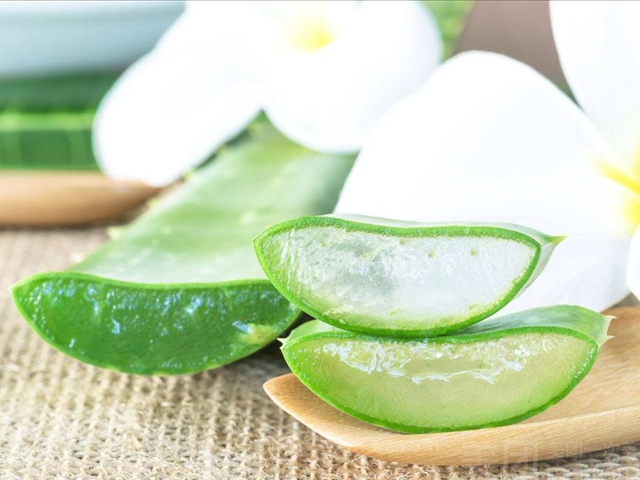 芦荟可以净化空气吗,家中种芦荟利风水吗