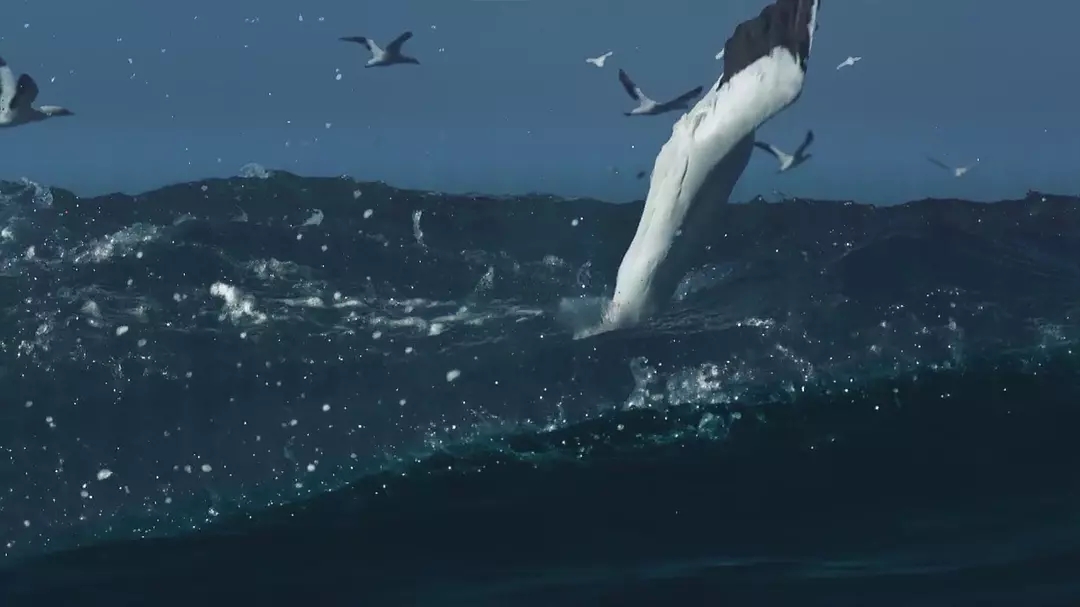 十部震撼神级片,9部堪称神作的纪录片火山