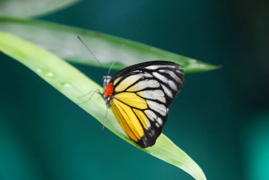 中国出发吉隆坡转机需要过境签吗,120小时过境签