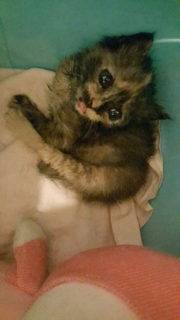 捡的流浪猫驱虫,儿子捡到了只猫带回了家