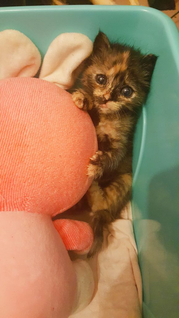 捡的流浪猫驱虫,儿子捡到了只猫带回了家