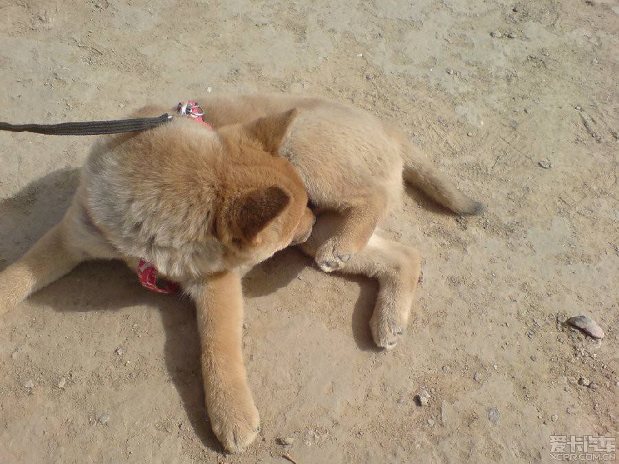 狗狗舔人眼睛是什么意思,狗狗咬你手指和舔你是代表什么