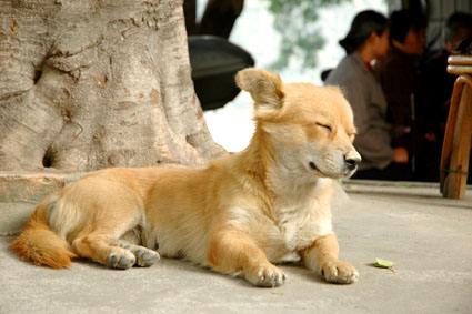 狗狗舔人眼睛是什么意思,狗狗咬你手指和舔你是代表什么