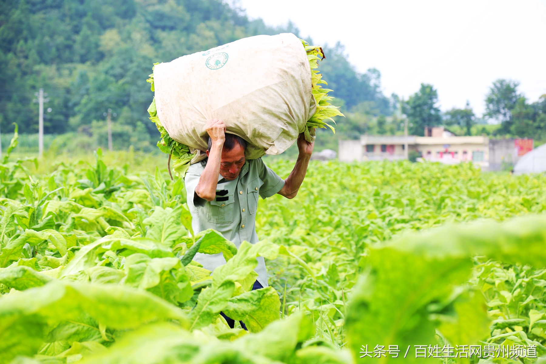 长顺：“黄金叶”里有黄金 鼓了腰包富了民