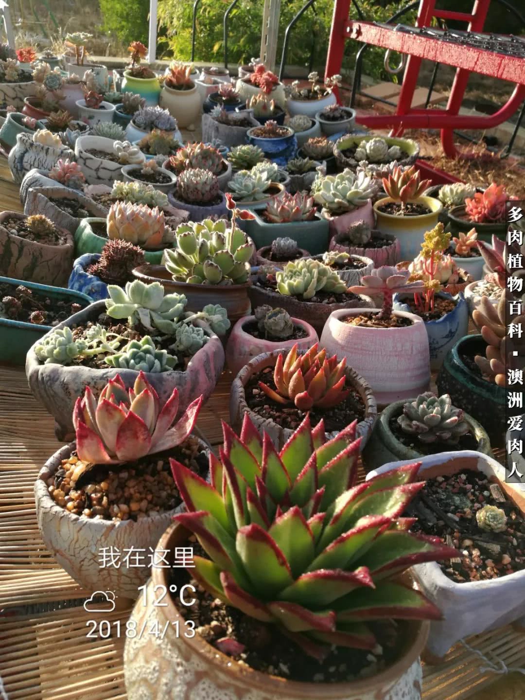 最耐晒的八款多肉,暖阳下的多肉美的不得了