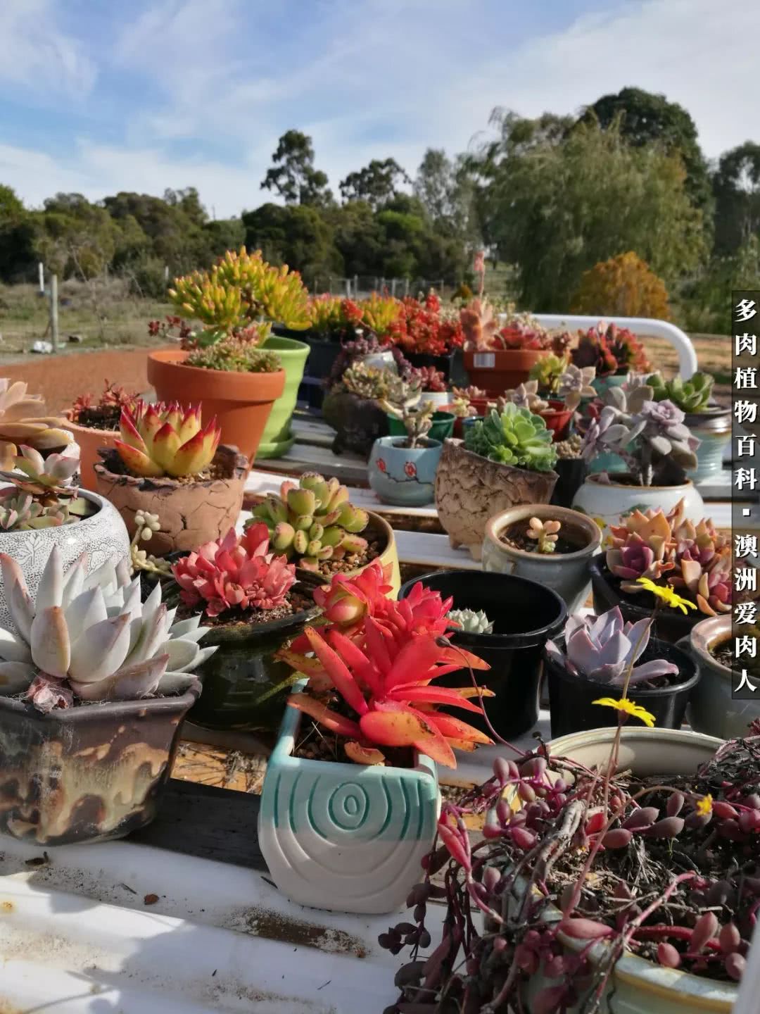 最耐晒的八款多肉,暖阳下的多肉美的不得了