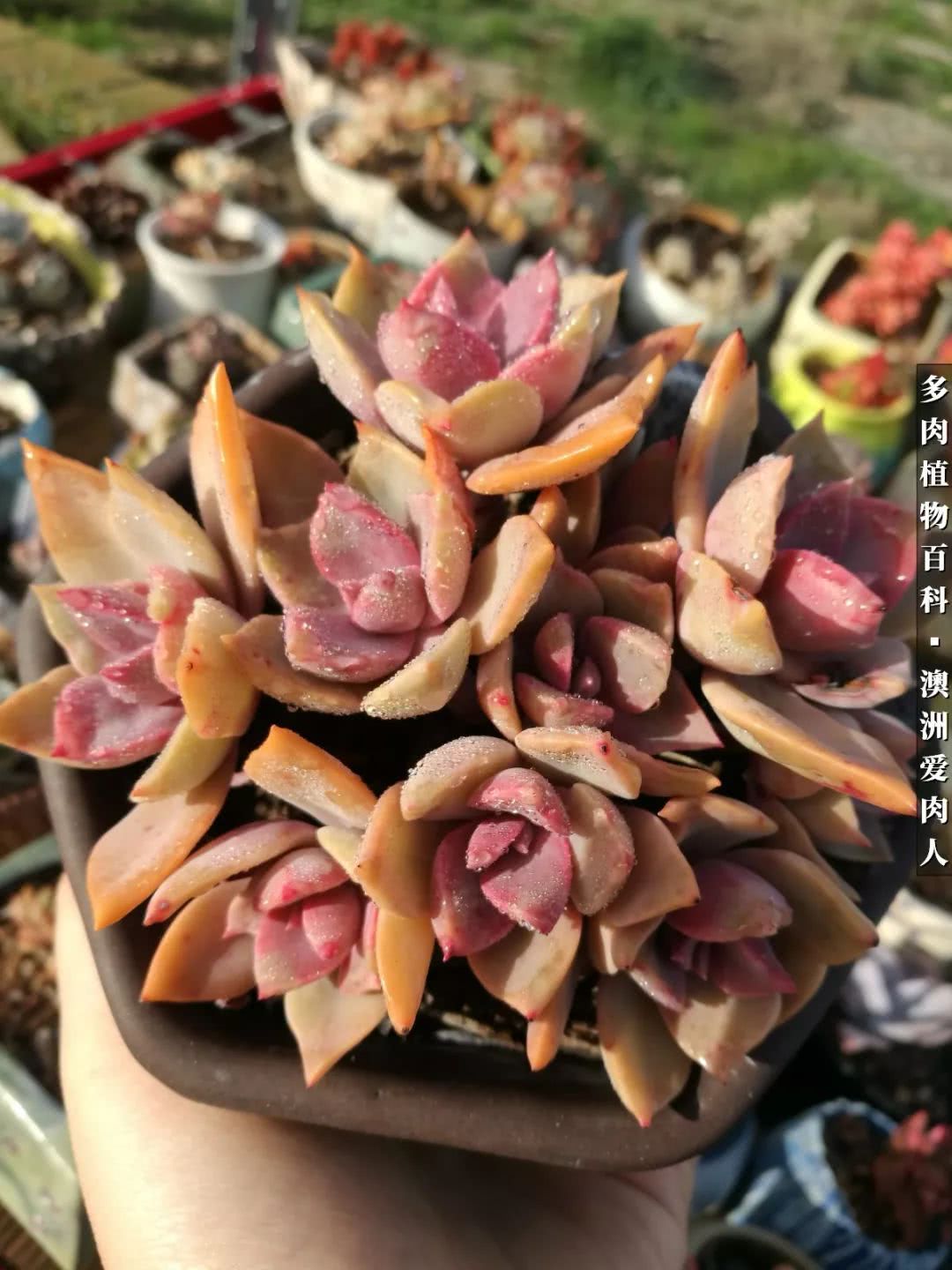 最耐晒的八款多肉,暖阳下的多肉美的不得了