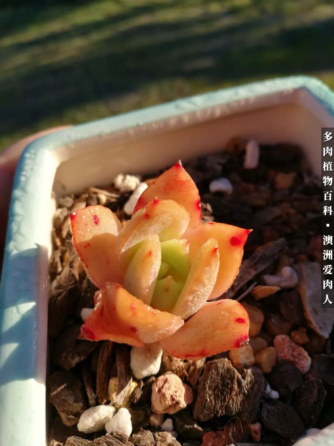 最耐晒的八款多肉,暖阳下的多肉美的不得了