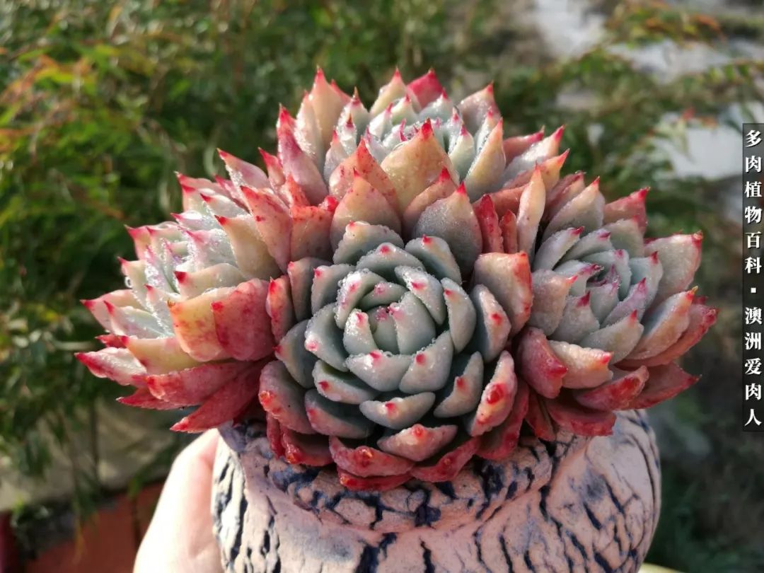 最耐晒的八款多肉,暖阳下的多肉美的不得了