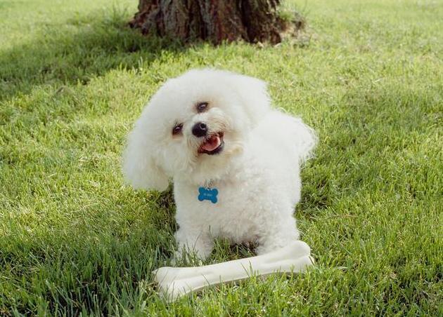 谨记饲养比熊犬这5件事不可做,饲养比熊犬的六大注意事项