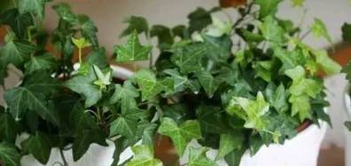 养花小知识绿植盆栽,养花知识大全盆栽绿植